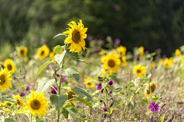 Colourful wild flower field with sunflowers