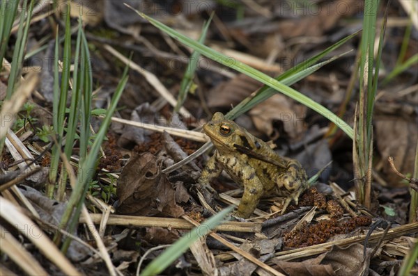 Common toad