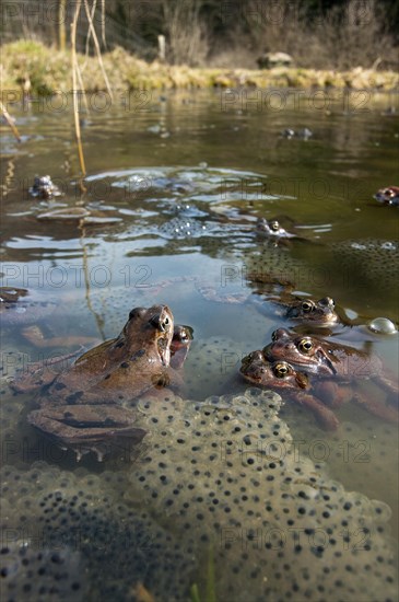 Common frog