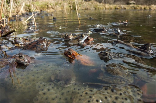 Common frog