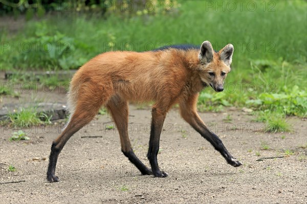 Maned wolf