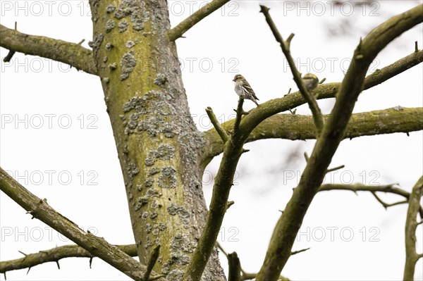 Eurasian siskin