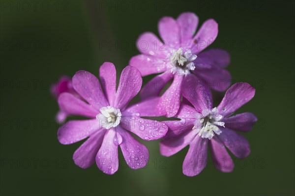 Red campion