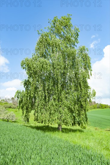 Warty birch