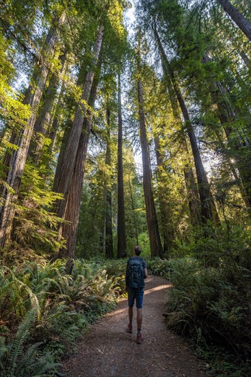 Hiker on trail through forest with coast redwoods