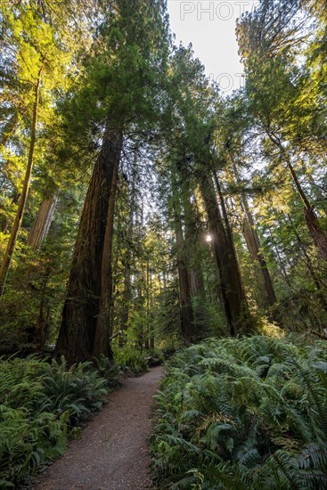 Hiking trail through forest with coastal sequoia trees