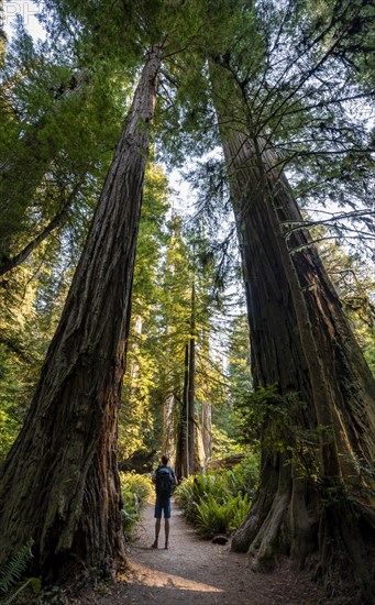 Young man on a hiking trail through forest with coast redwoods