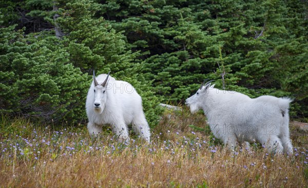 Mountain goats