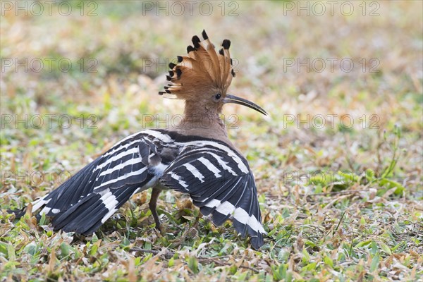 Hoopoe