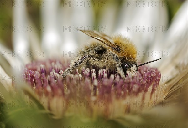 Common carder-bee