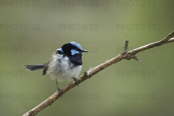 Superb fairy-wren