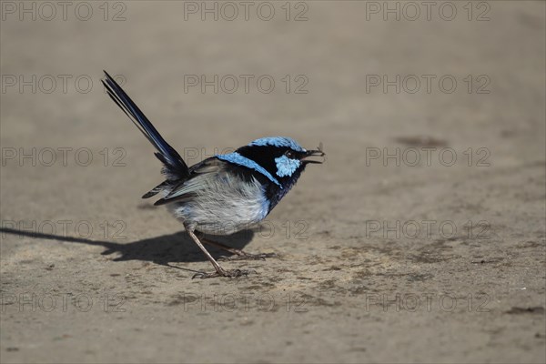 Superb fairy-wren