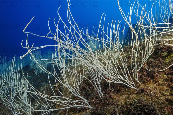 Colony of horn coral white gorgonian