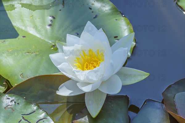 White Water Lilies