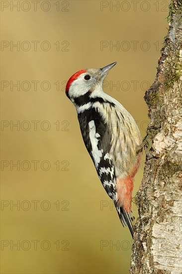 Middle spotted woodpecker