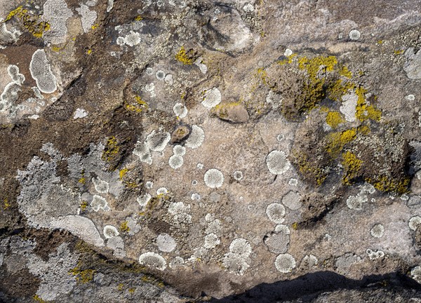 Lichens