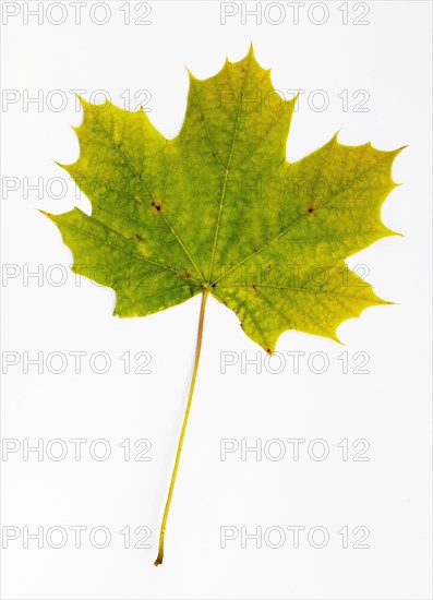 Autumnally discoloured maple