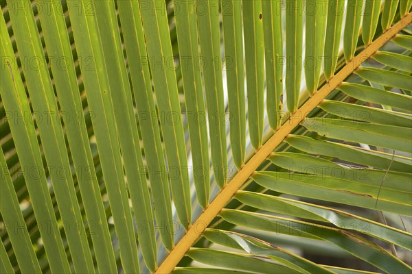 Australian fan palm