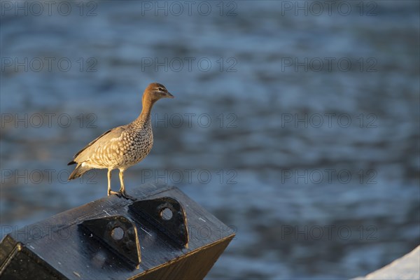 Australian wood duck