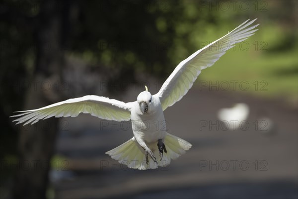 Sulphur-crested cockatoo