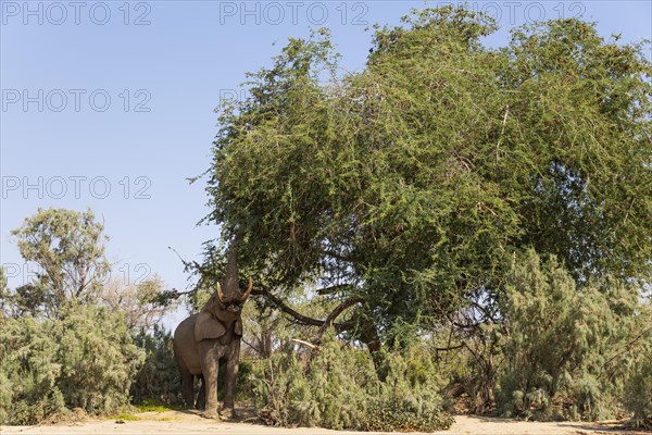 African Elephant