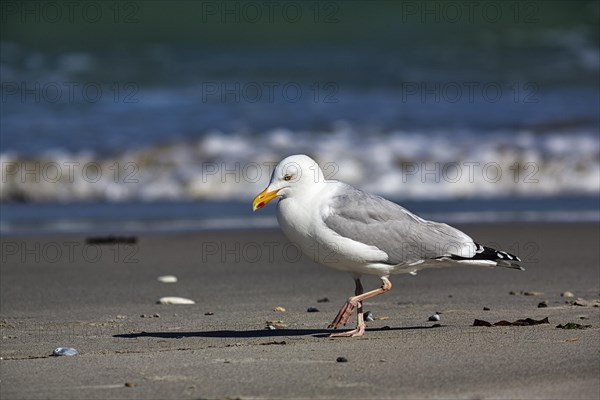 European herring gull