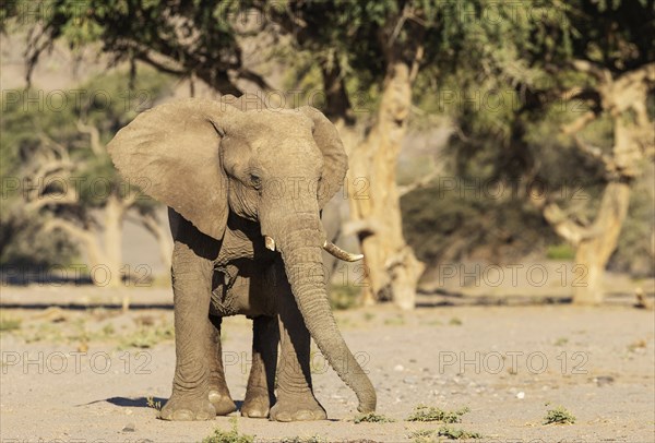 African Elephant