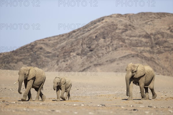 African Elephant