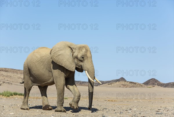 African Elephant