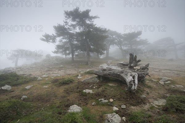 European black pines