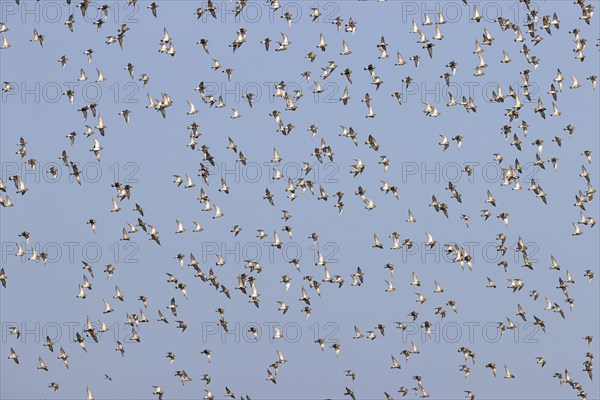 European golden plover