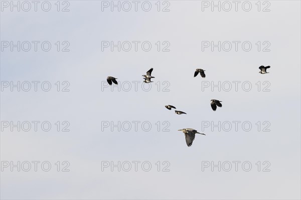 Northern lapwing