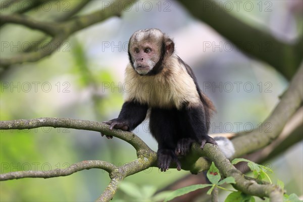 Golden-bellied capuchin