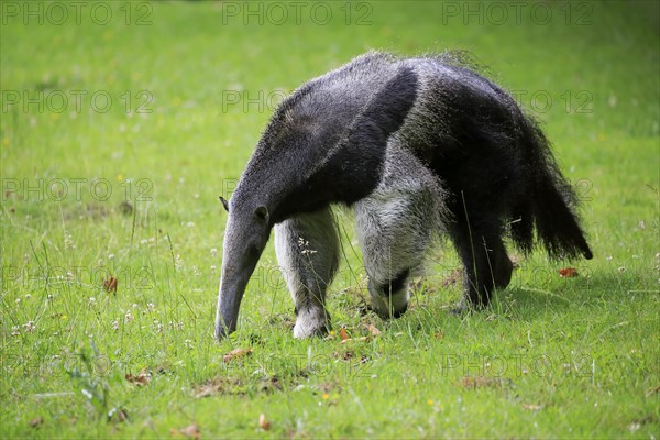 Giant anteater