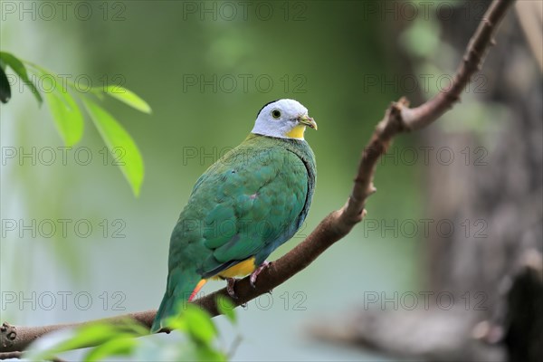 Black-naped fruit dove