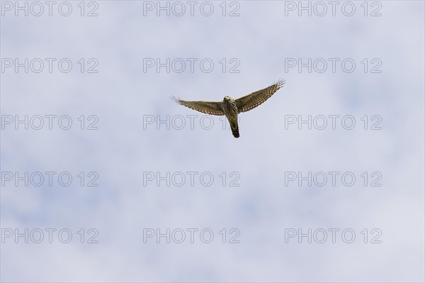 Northern goshawk