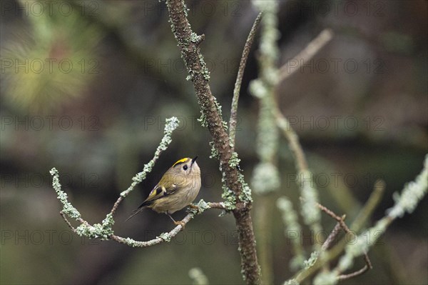 Goldcrest