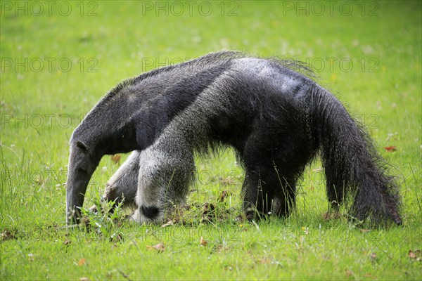 Giant anteater