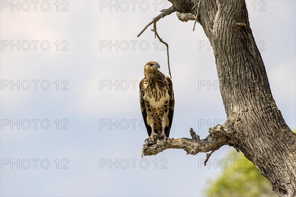 African fish eagle