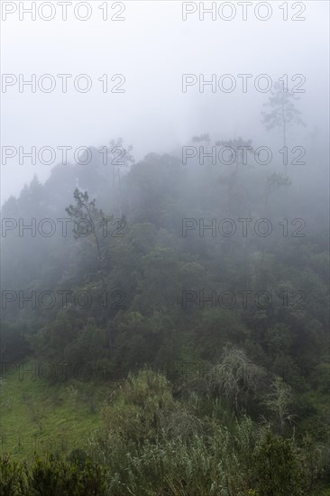 Green gorge with fog near Ribeiro Frio