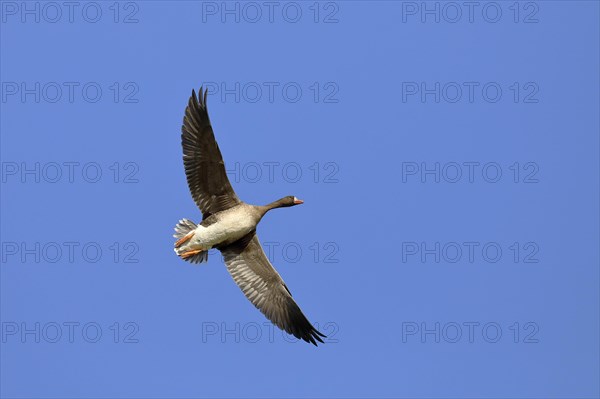 Greater white-fronted goose