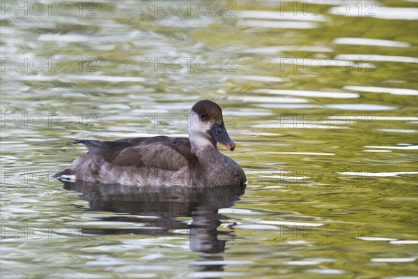 Red-crested pochard