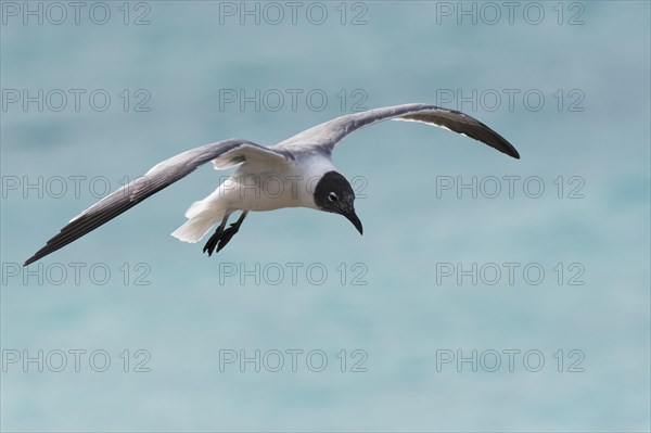 Laughing gull