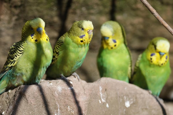 Four budgies