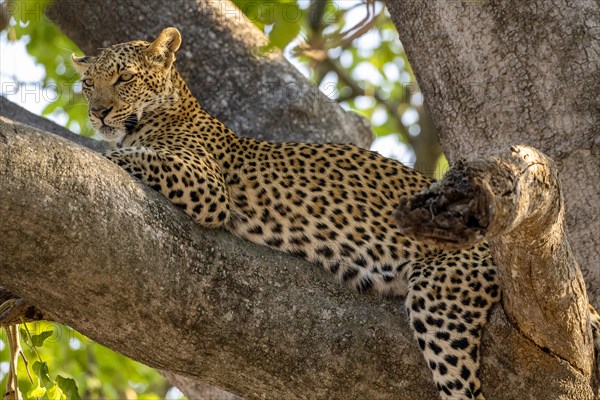 African leopard