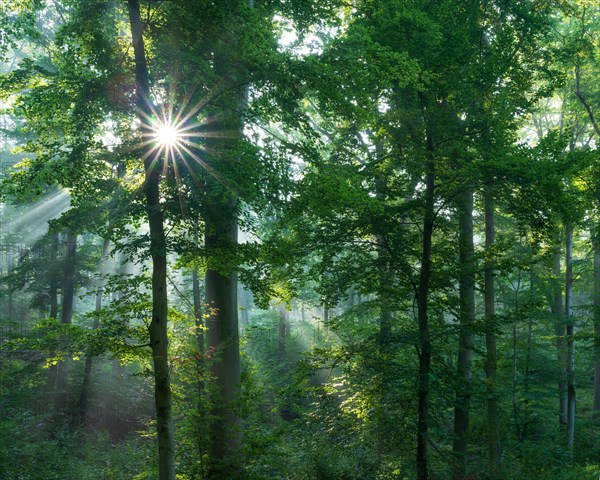 Beech forest flooded with light