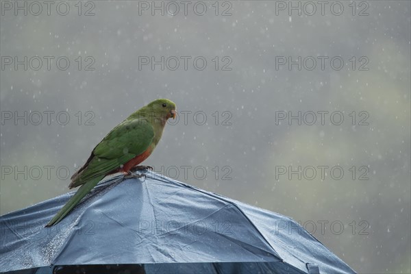 Australian king parrot