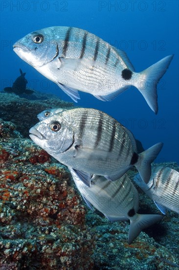 Lined striped sea bream