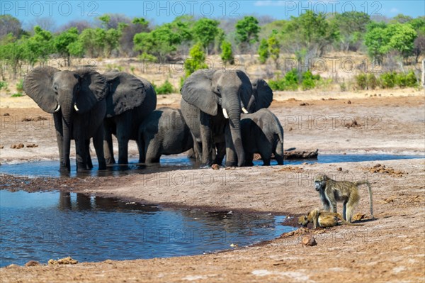 Chacma baboon