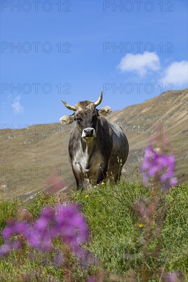 Cows on the alpine pasture in Rofental